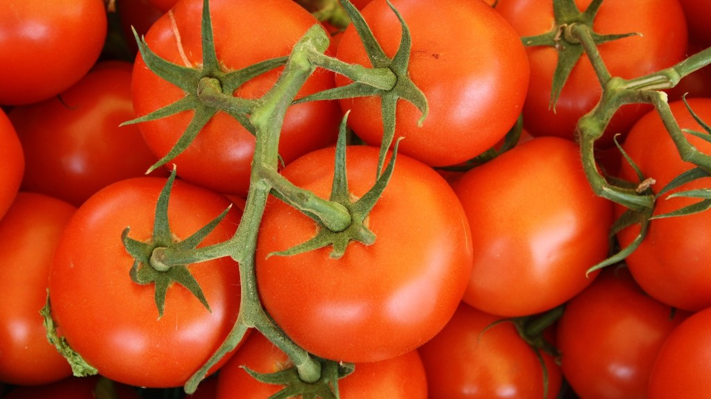 Hvor længe kan du opbevare friske tomater i fryseren